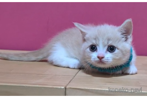 成約済の東京都のマンチカン(短足)-105733の4枚目